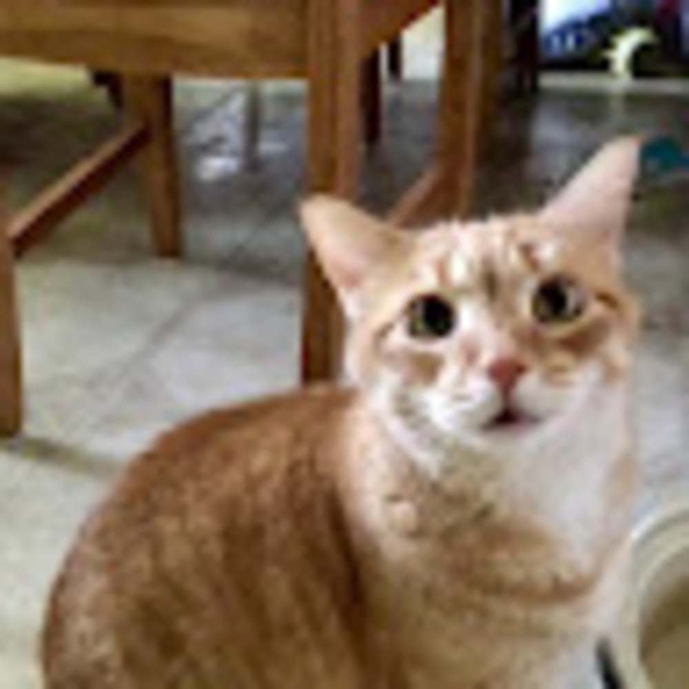 Meet your Posher, Mazzy